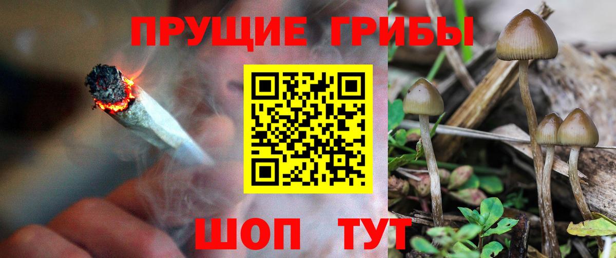 Железноводск  Галлюциногенные грибы Psilocybine cubensis  Вход с VPN 